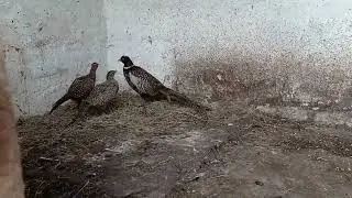 моя #ловушка_на_фазана_сработала