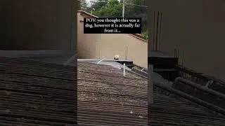 biggest plote twiest of century 🤣 #dog #doglover #dogshorts #cat #catvideos #catshorts
