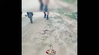 Serpente engolindo sua presa no meio da estrada.