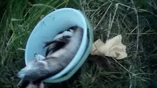 Ямаха 3 и Стелс 275 аэро.
