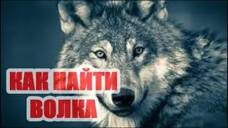 Как найти волка