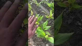 Organic farming | जैविक खेती |प्राकृतिक खेती || Natural Farming#YouTubeShorts#Shorts#Viral#Trending