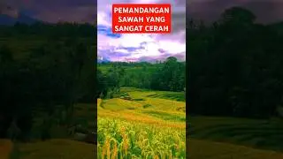Pemandangan Persawahan Indah Di Iringi Suara Suling #vlog #junsCreator @JunsCreator1717