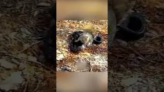 Белка спасает детёныша от змеи