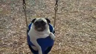 Swinging, eating, sliding, pooping, running, playing, PUGS!