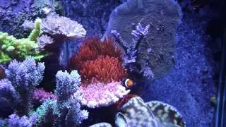 Lesd's 120 Gal Reef Tank pre-breakdown: Inhabitants Continued