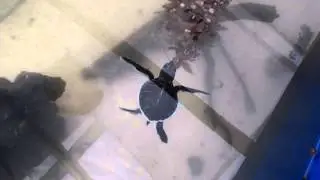 Baby Sea Turtles + An Albino! - Cozumel, Mexico