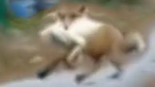 Ах ты блять такая! (жмых)