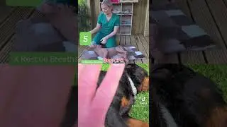 How to Save Your Dogs Life