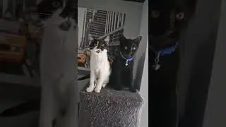 4 cat dance 😆