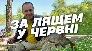 За лящем у червні: Фідерні прийоми для літньої риболовлі