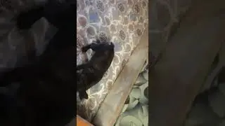 Борьба за косточку