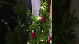 КИПАРИСОВИК в новогоднем облачении. Новогоднее поздравление! #зимнийсад #новогоднеепоздравление