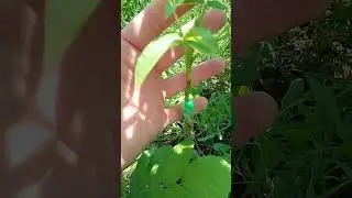 июльская копулировка от 15.07