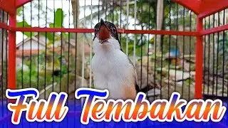 KICAUAN BURUNG CENDET FULL TEMBAKAN UNTUK MERANGSANG BUNYI CENDET TROTOL AGAR CEPAT GACOR