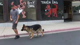 Transformations- How to Train an Aggressive German Shepherd- Utah Dog Trainers