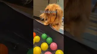 This is your sign to get your dog a ball pit #dachshund #funnydogs #ballpit