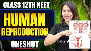 HUMAN REPRODUCTION in ONE SHOT | All Concepts & PYQs | Basics to Advanced | Class 12 NEET