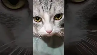 Непочтительное обращение