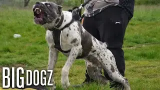 Bandit - The 130lb Mastiff/Great Dane Bandog | BIG DOGZ