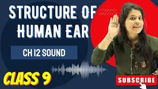 Structure Of Human Ear | Chapter 12 | Sound | Class 9 Science