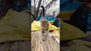 KISKANÇ KÖPEK