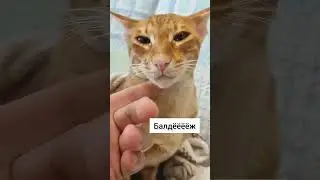 мой сладкий мармеладик #интересно #cat #тренд #кот #смешно #котики #лекс #ориентал #орик