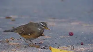 Eyebrowed Thrush (Turdus obscurus)
