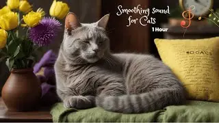 1 Hour of Soothing Melodies to Ease Cat Separation Anxiety: Gentle Tunes for Your Feline Friend