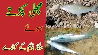Fishing at Mangle Dam || Enjoying|| Dhangri tv