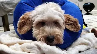 post spay experience