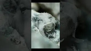 Can you see the Mad, Screaming Cow picture in the rock face before it’s revealed? 🧐👀😎