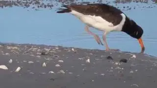 Eurasian Oystercatcher foraging.