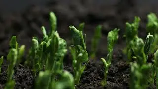 Hop Software Gowing Plan