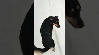 Любименький снег 