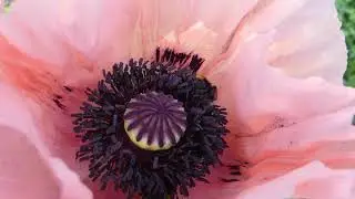 Hommeles in de klaproos!