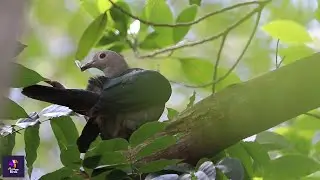 Green Imperial Pigeon: Majestic Preening and Resting on Tree Top | Birdwatching | Wildlife Moments