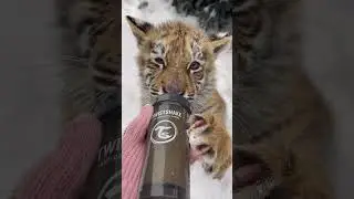 Вкусненькое молочко 🍼🐯 Milkshake for tiger cub