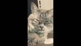 l let sleeping cat smell my feet