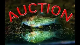Fish Club Auction