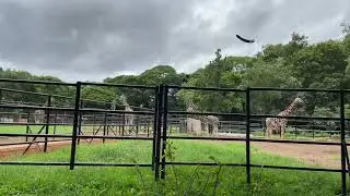 Giraffes🦒 in Mysore zoo #zoo #animals #trending #viralvideo #kangaroo #mysorezoo #youtubeshorts