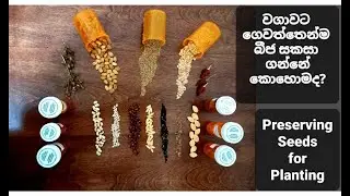 අවුරුදු ගණනක් ඉදිරියට බීජ කල් තබා ගැනීමේ නිවැරැදි ක්‍රම How to Preserve Seeds for Planting 