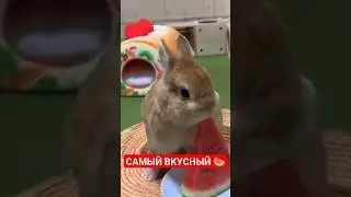 САМЫЙ ВКУСНЫЙ АРБУЗ 🍉