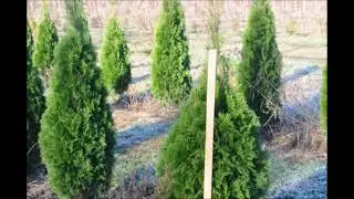 Privacry Arborvitae   4 5 ft Enerald Green Arborvitae grown in Bucks County Pa215 651 8329