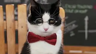 Dr. Elsey’s Purrfessor Cat™ - cleanprotein™ explained