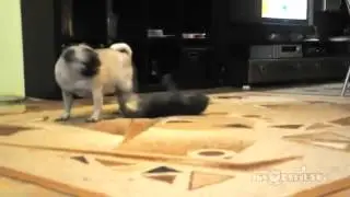 Кот уполз