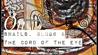 On Slugs, Snails & the Cord of the Eye