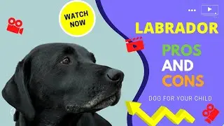 Pros and Cons of Getting a Labrador for Your Child