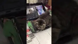 Кот не отдаёт мой перфоратор...