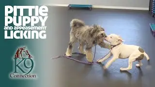 Pittie Puppy and Appeasement Licking